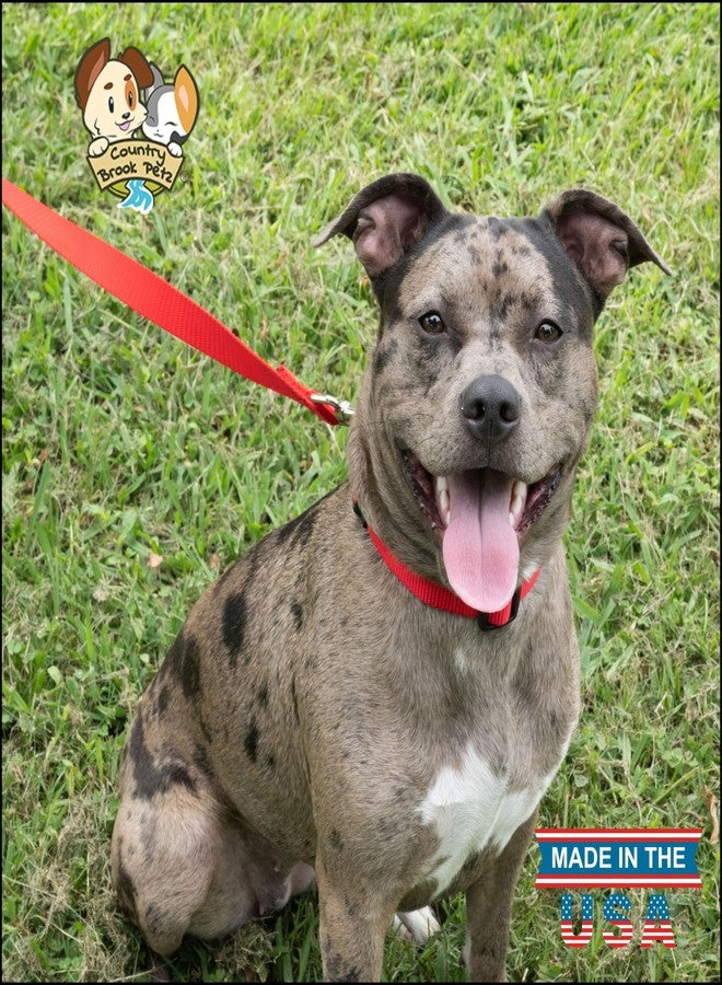 كانتري بروك ديزاين طوق نايلون يومي للكلاب الكبيرة والمتوسطة والصغيرة والجراء من Country Brook Petz - للاستخدام اليومي بأكثر من 10 ألوان دافئة (كبير، عرض 1 بوصة، أحمر ساطع) - Image 2